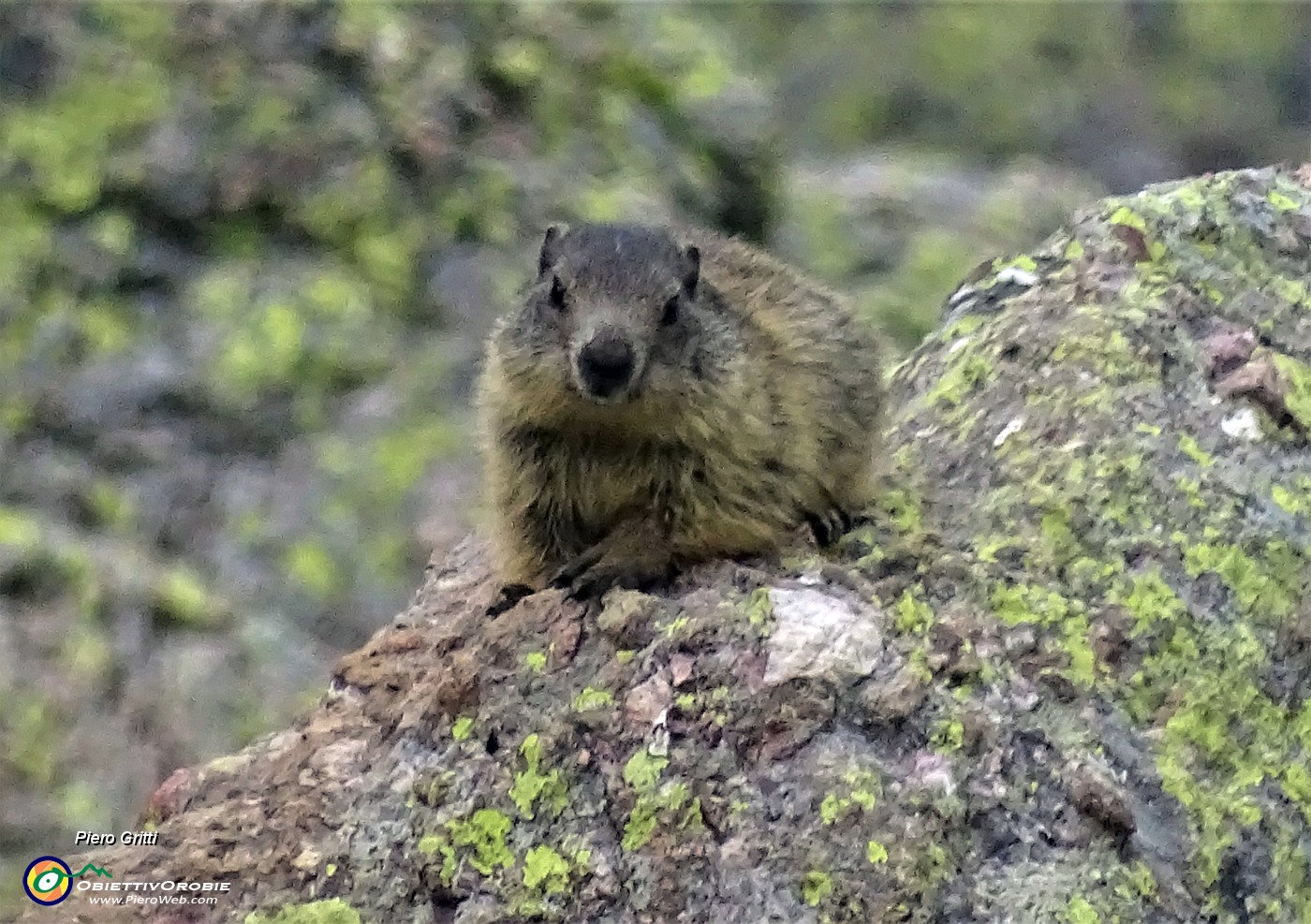 88 Marmotta al maxi-zoom.JPG -                                
